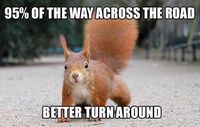 4,192 points �€� 28 comments - Squirrel logic. - IWSMT has amazing images, videos and anectodes to waste your time on