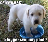 Adorable! Although when its your dog in the house with his big hunkin paws in his water dish its not as cute lol