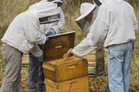 Fungus Provides Powerful Protection against Bee viruses