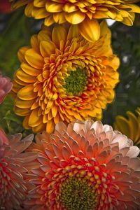 Autumn Florals by Deborrah Henry