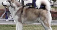 Big Dog Breeds �€" Alaskan Malamute. Whatta beaut! I shall call him: Whitefang :)