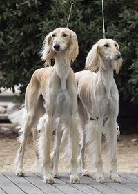 Salukis - such interesting dogs. I've never seen one before. Amazing looking.