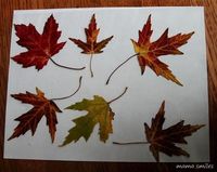 Celebrate autumn by saving fall leaves to enjoy all year round with this simple tutorial.